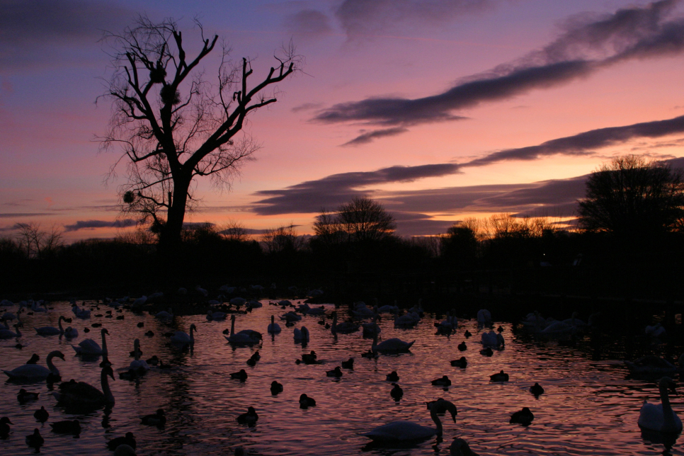 Slimbridge winter wildlife